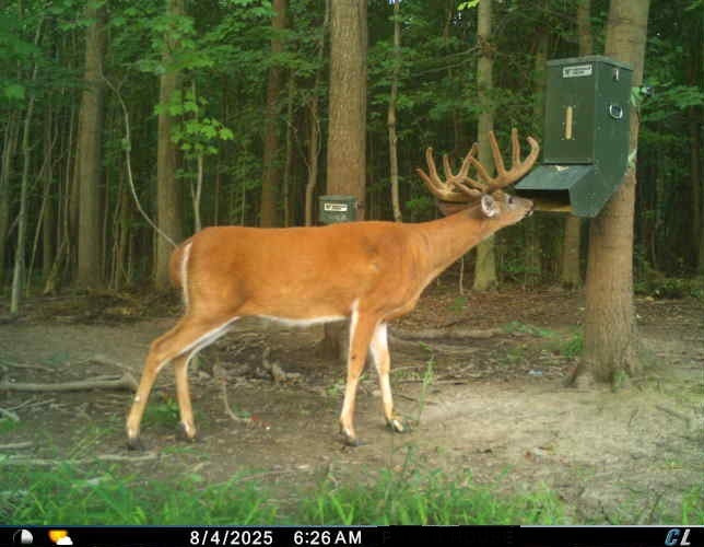 GF-80 Gravity Feeder